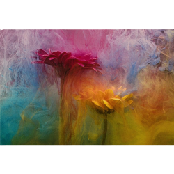 'Cadmium Petals' Photographic Print