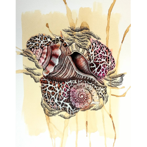 Shells Series Art Print 3