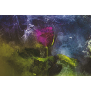 'Crimson Rose' Photographic Print